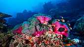Magnificent sea anemone and reef fish