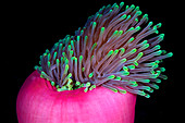 Magnificent sea anemone