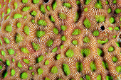 Hard coral surface
