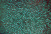 Hard coral surface