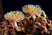 Toadstool leather coral