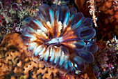 Cynarina lacrymalis hard coral
