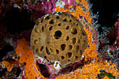 Tetillidae sponge