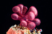 Gibsmithia red alga