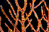 Brittle stars on a gorgonian