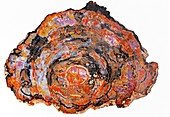 Araucaria fossil wood