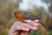 Ringing an European Robin