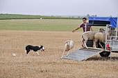 Sheepdog herding sheep