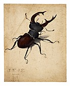 Stag beetle, 16th century