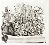 Foetal skeletons diorama, 17th century