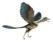 Archaeopteryx, illustration