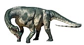 Hypselosaurus, illustration