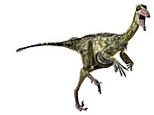 Troodon, illustration