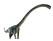 Omeisaurus, illustration