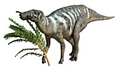 Edmontosaurus, illustration