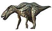 Zhuchengosaurus, illustration