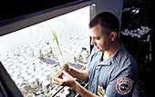 Plant research in the Lunar Receiving Laboratory, 1970