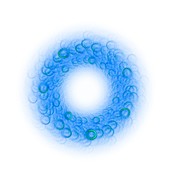 Fractal loops in a circular array.