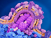 Influenza virus breaking out of a cell, illustration