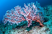 Fan coral (Solenocaulon akalyx)