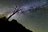 Milky Way behind tree