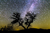 Milky Way and star trails over tree, time-exposure image