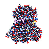 Anaplastic Lymphoma Kinase model