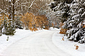 Road Through Winter Forest