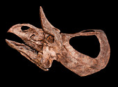 Zuniceratops Skull