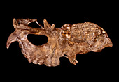 Pachyrhinosaurus Skull