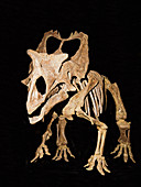 Utahceratops Gettyi