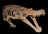 Deinosuchus Rugosus