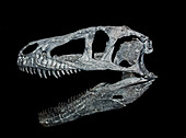 Marshosaurus Bicentissimus skull