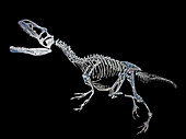 Allosaurus Fragilis Juvenile