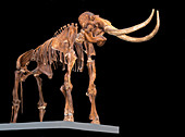 Columbian Mammoth, Adult