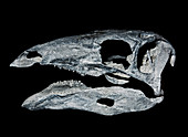Stegosaurus Stenops Skull