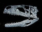 Tanycolagreus Topwilsoni Skull