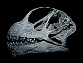 Camarasaurus Lentus skull