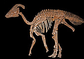 Parasaurolophus cyrtocristatus