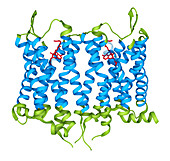 Biological Structure of an Opioid Receptor Protein