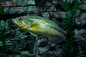 Largemouth Bass (captive)