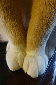 Ginger cat paws