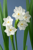 Narcissus Paperwhite