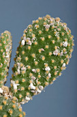 Mealybug on cactus stems