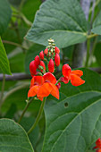 Runner bean flowers