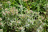 Marsh cudweed