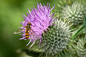 Hoverfly on a thistle