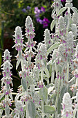 Lamb's-ear in flower