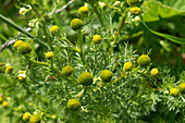 Pineappleweed flowers