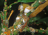 Cottony cushion scale (Icerya purchasi) infestation